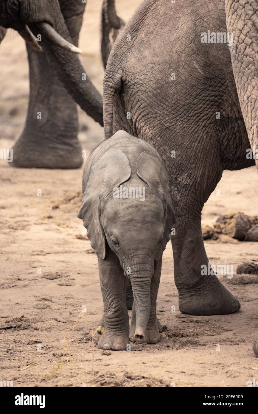 Herd of elephants with a baby elephant between its mothers legs. Cute ...