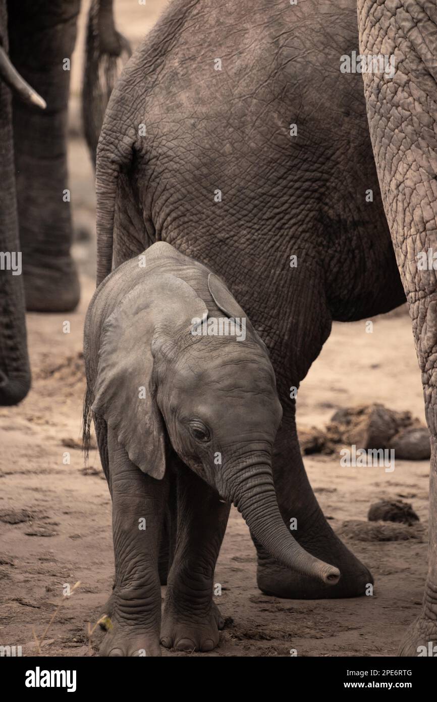 Herd of elephants with a baby elephant between its mothers legs. Cute ...