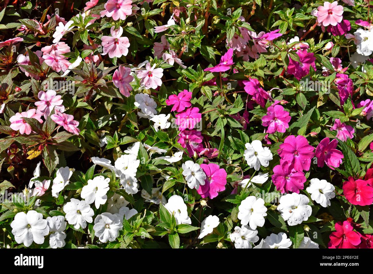 New Guinea Impatiens flowers on garden Stock Photo Alamy