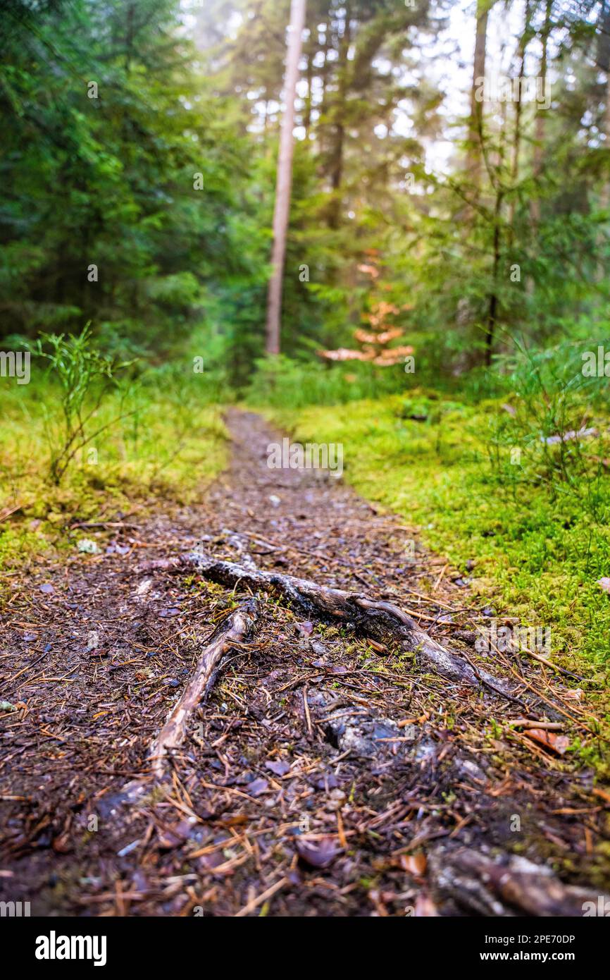 Small tramp path through the Green Forest, Black Forest, Unterhaugstett, Germany Stock Photo