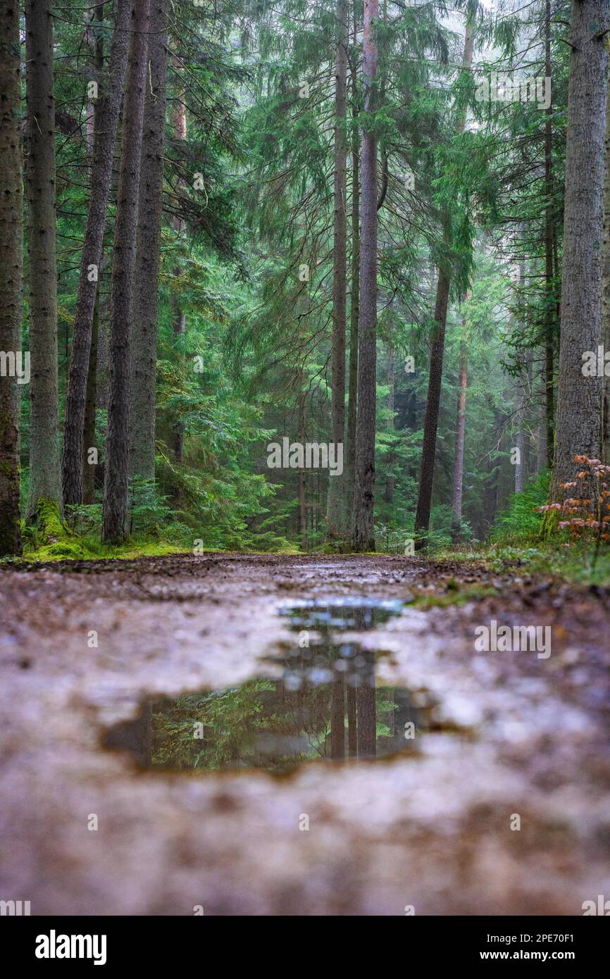 Puddle in the forest hi-res stock photography and images - Alamy