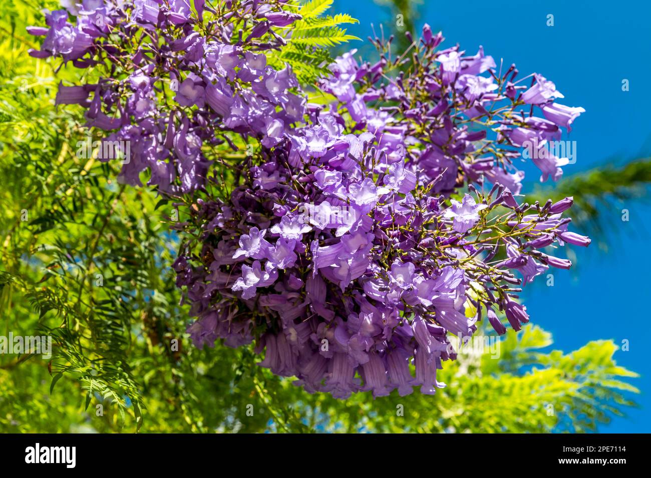 Rosewood tree, (Jacaranda), Casino Garden, Petit Afrika, Monte Carlo, Monaco Stock Photo