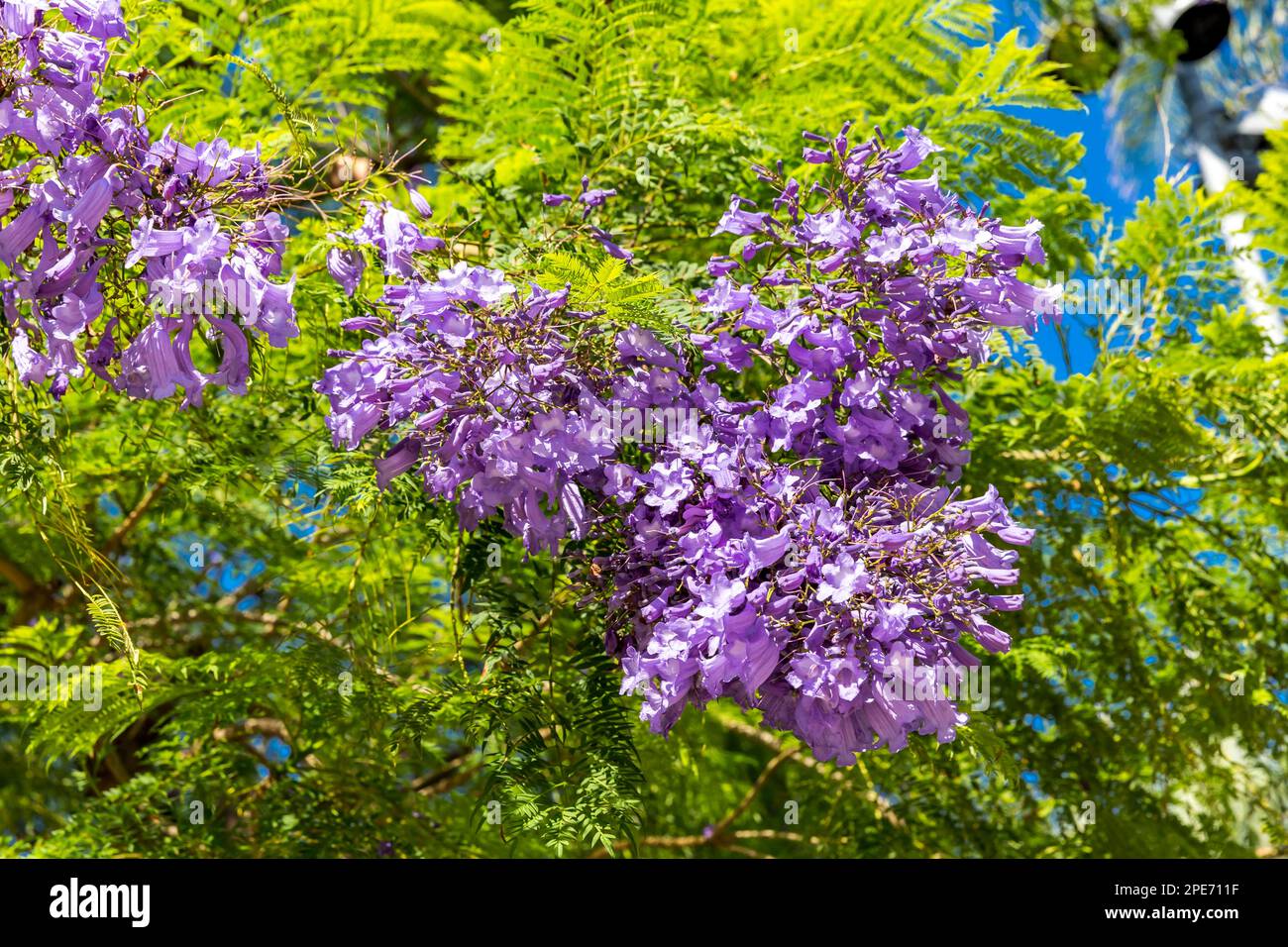 Rosewood tree, (Jacaranda), Casino Garden, Petit Afrika, Monte Carlo, Monaco Stock Photo