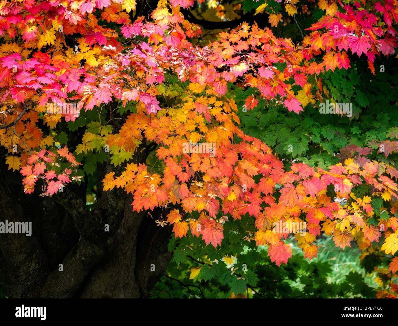 Japanese Maple (Acer palmatum) in Autumn Colours Stock Photo - Alamy
