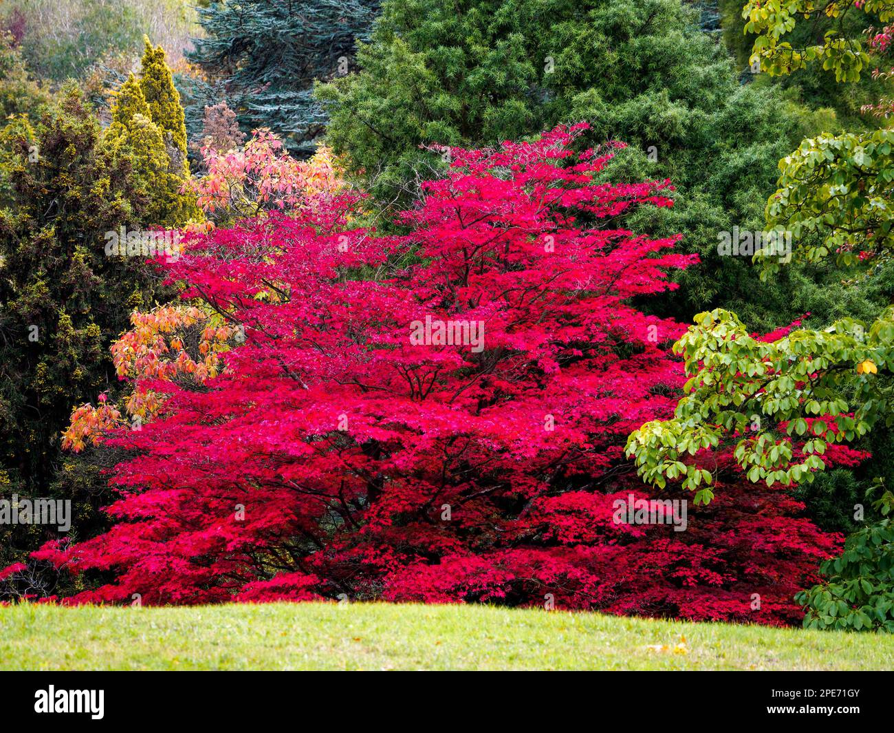 Japanese Maple (Acer palmatum) in Autumn Colours Stock Photo - Alamy