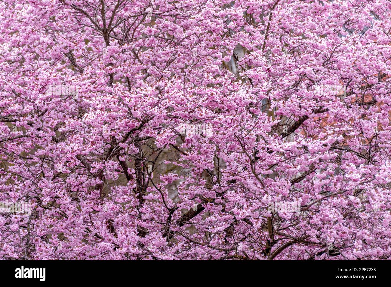 Flowering apple tree (Malus domestica), apple, pink flowers, spring, background, Marzling, Upper Bavaria, Bavaria, Germany Stock Photo
