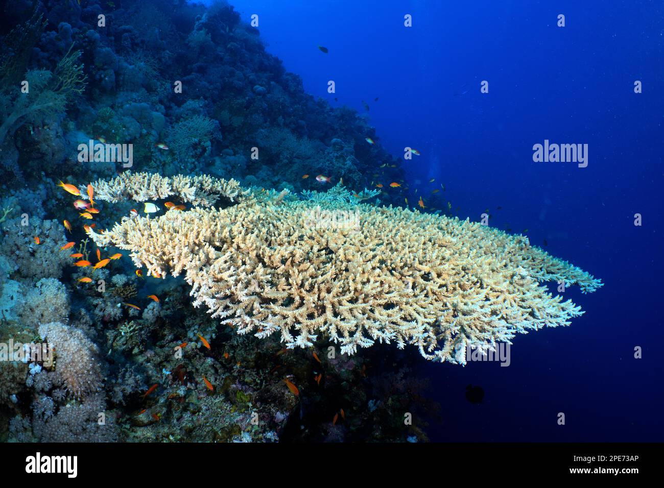 Pharaoh antler coral (Acropora pharaonis), Small Gifton dive site, Hurghada, Egypt, Red Sea Stock Photo
