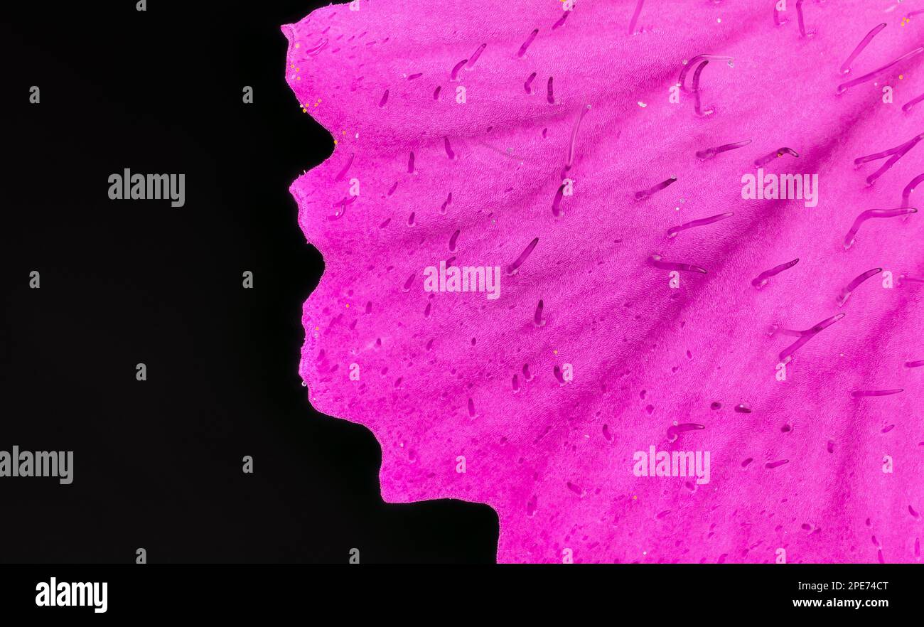 Pink wild carnation flower Dianthus species petal under microscope. Image width 9mm Stock