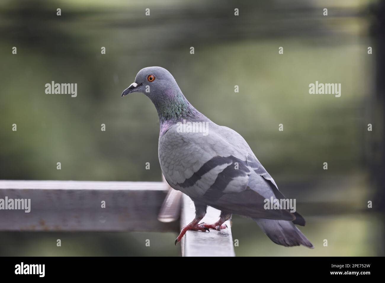 Pigeon standing in gallery of an house terrace Stock Photo