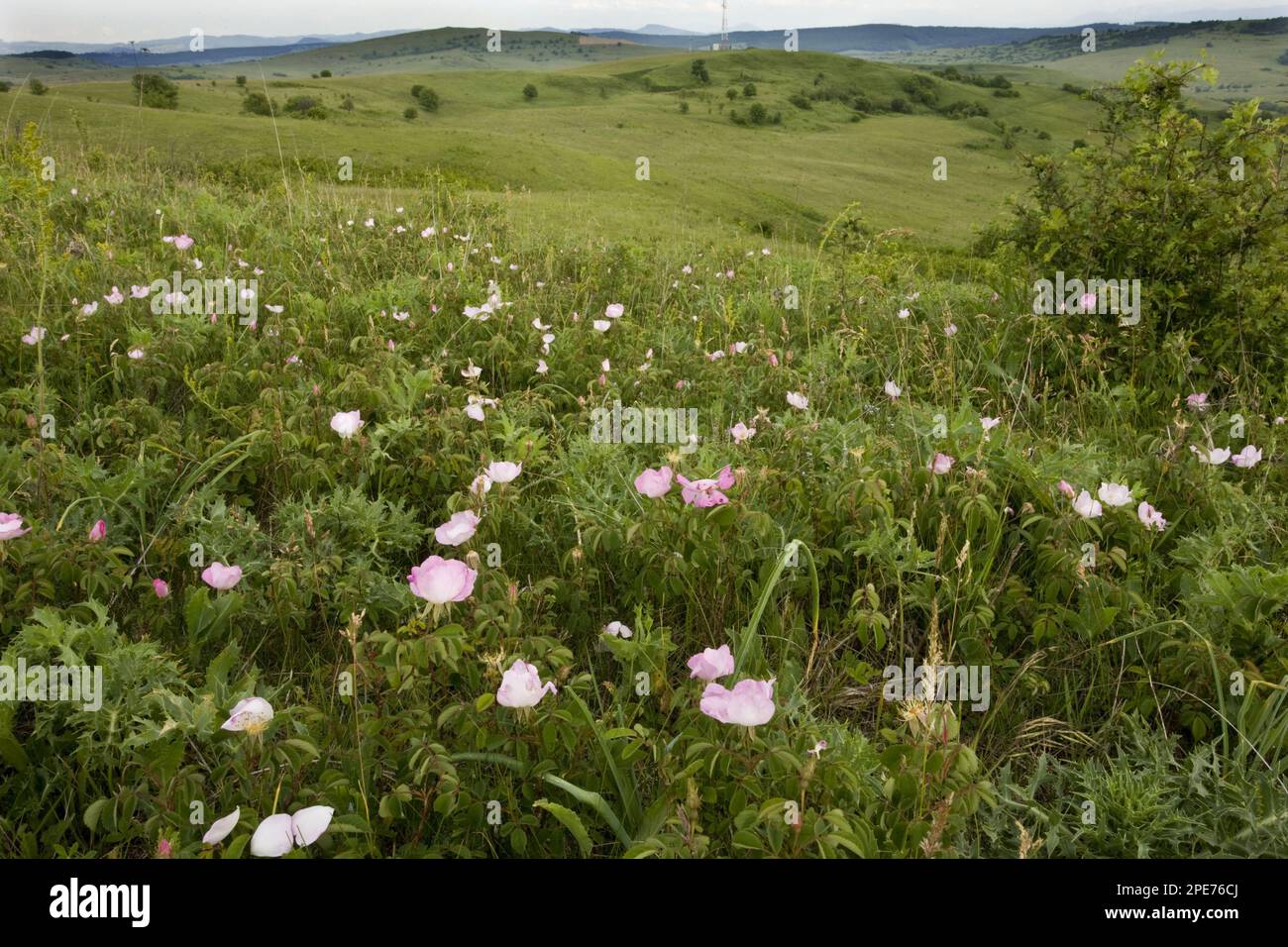 Flowering french rose (Rosa gallica), in grassland habitat, Viscri, Transylvania, Romania Stock Photo