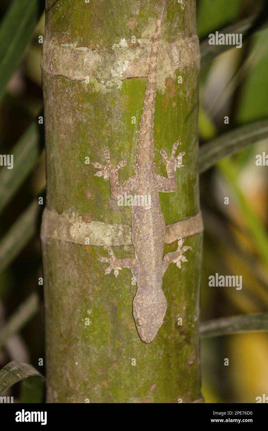 Indo-Pacific Gecko (Hemidactylus garnotii) adult, clinging to palm tree trunk, Palawan, Philippines Stock Photo