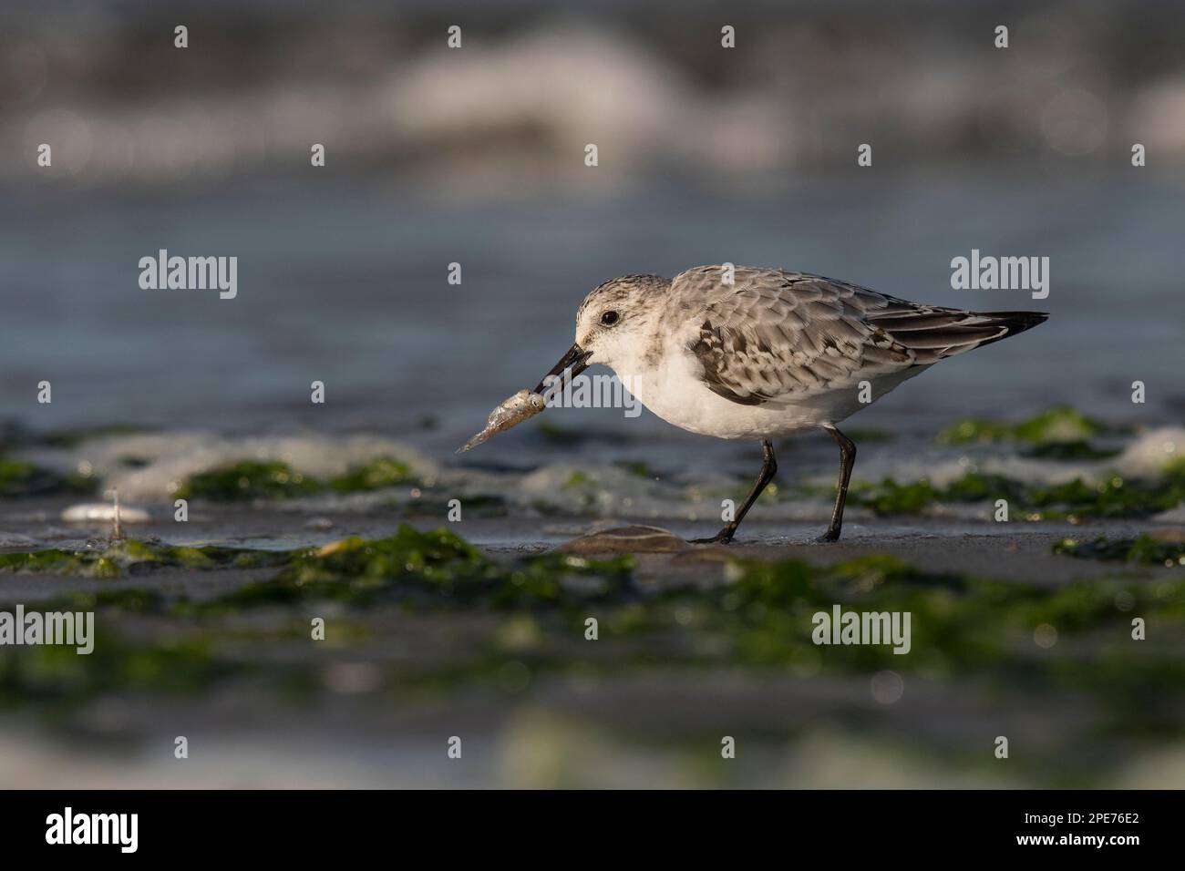 Sanderling (Calidris alba), Texel, North Holland, The Netherlands Stock Photo