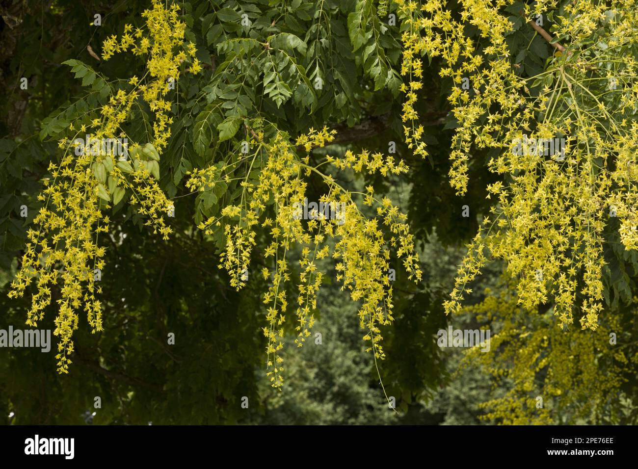 Golden Rain Tree (Koelreuteria paniculata) introduced species, close-up of flowers and fruits, France Stock Photo