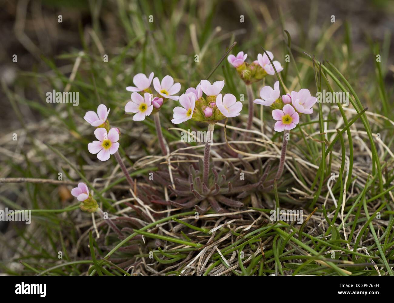 Pink Rock-jasmine (Androsace carnea) flowering, growing on acid soil (at 2500m), Alps, France Stock Photo