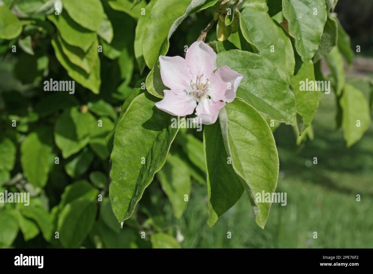Quince (Cydonia oblonga) close-up of flower and leaves, growing in garden, Mendlesham, Suffolk, England, United Kingdom Stock Photo