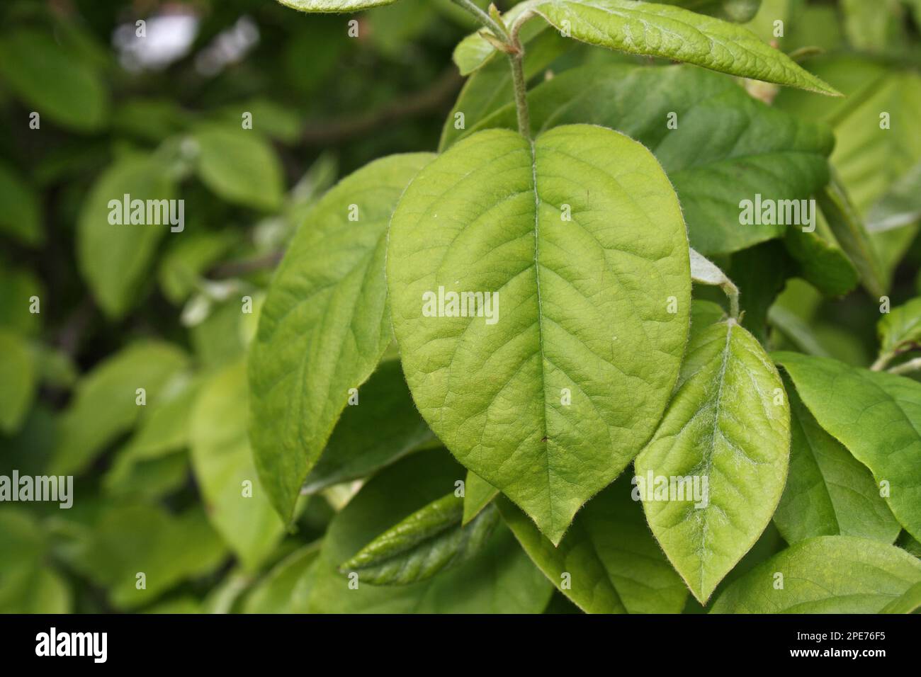 Quince (Cydonia oblonga) close-up of leaves, growing in garden, Mendlesham, Suffolk, England, United Kingdom Stock Photo