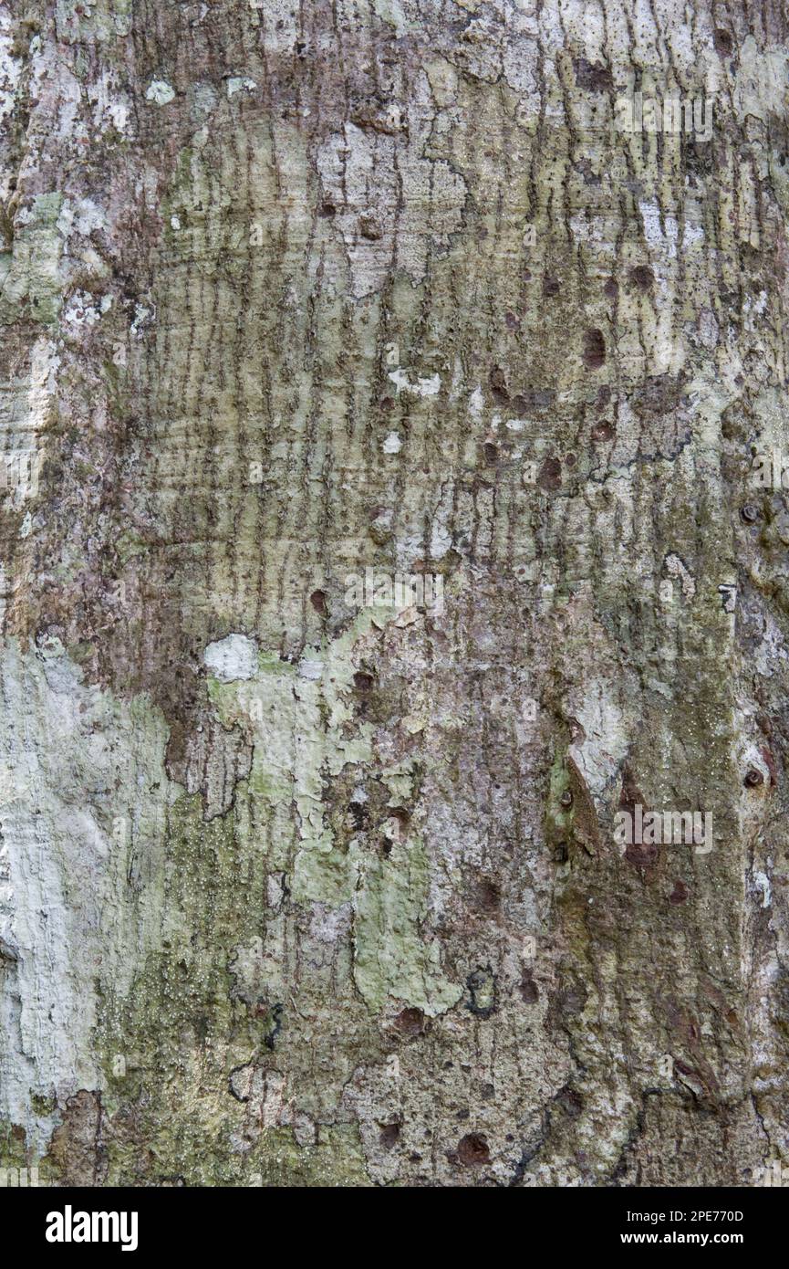 National tree of guyana hires stock photography and images Alamy