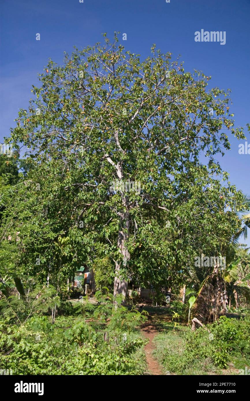 Santol (Sandoricum koetjape) mature tree, in fruit, Palawan Island, Philippines Stock Photo