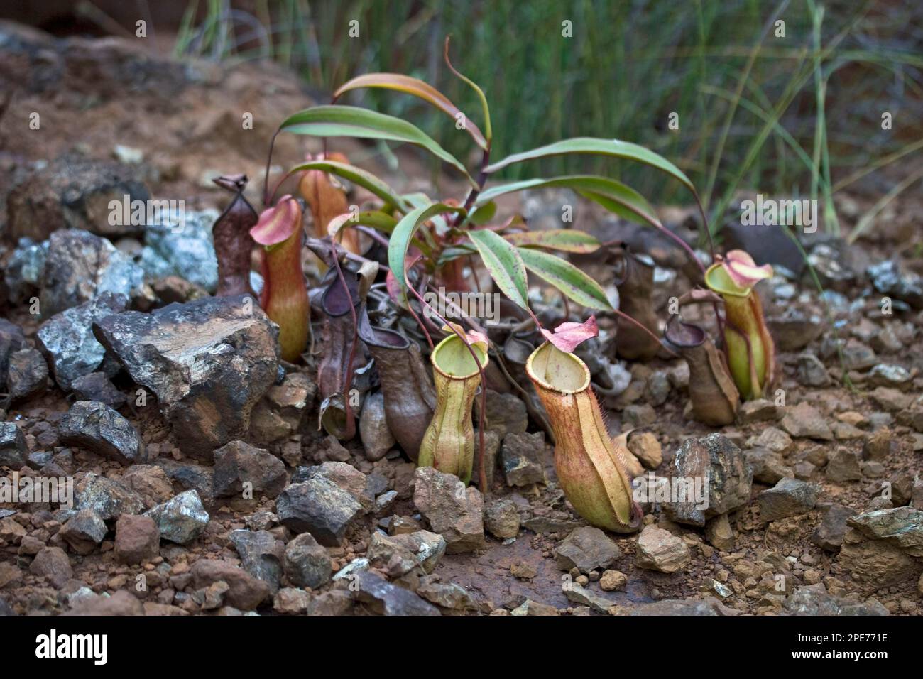 Pitcher Plant, Palawan Pitcher Plant (Nepenthes philippinensis) growing amongst stones, Palawan Island, Philippines Stock Photo