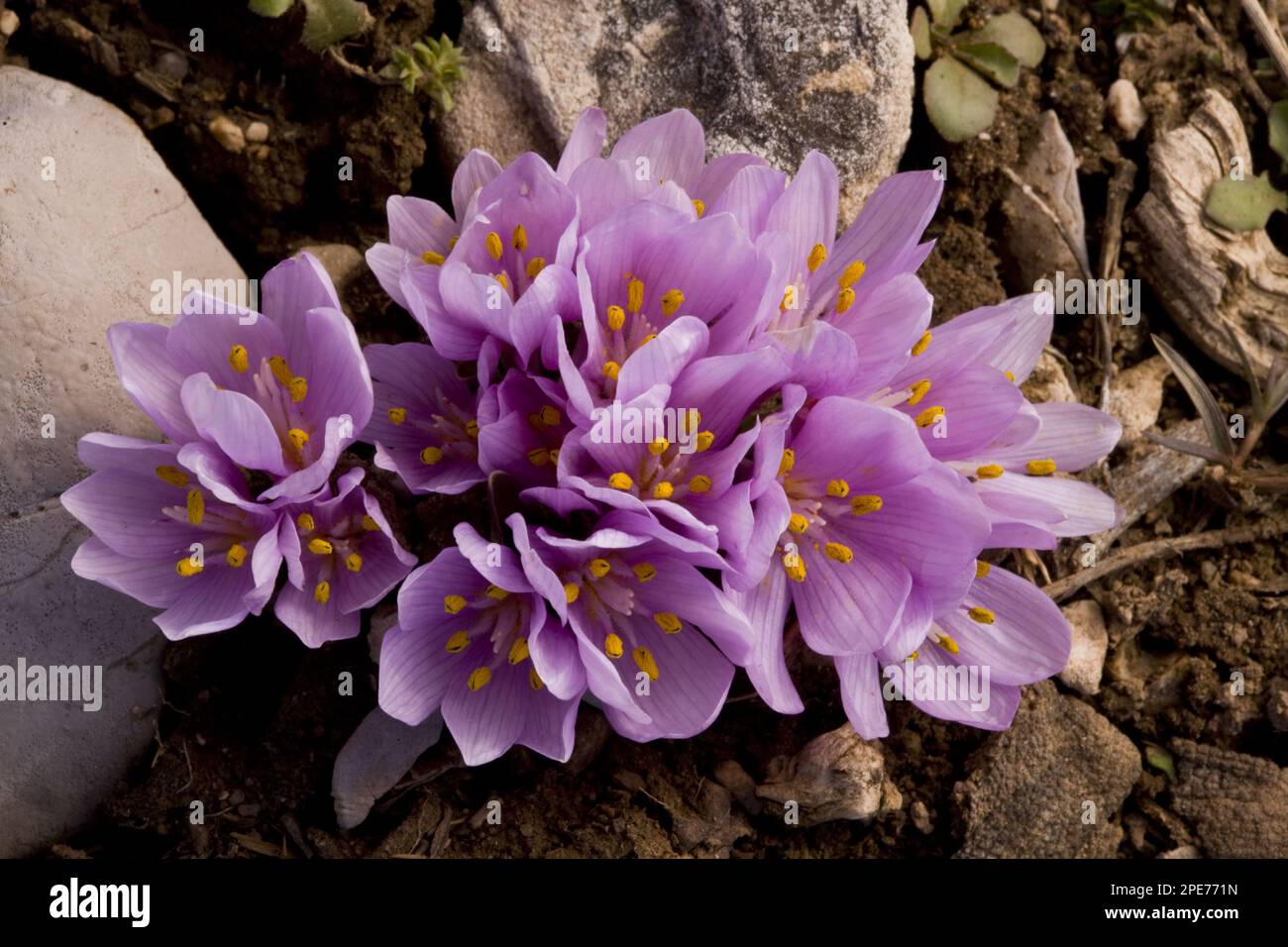 Three-leaf timeless (Colchicum triphyllum), Lily family, Colchicum flowering, Bey Dagi, Antalya Province, Southern Turkey Stock Photo