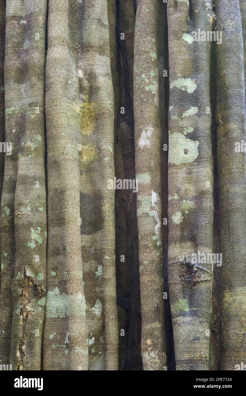 Yarula (Aspidosperma exselsum) close-up of the stem, Iwokrama rainforest, Guyana Shield, Guyana Stock Photo
