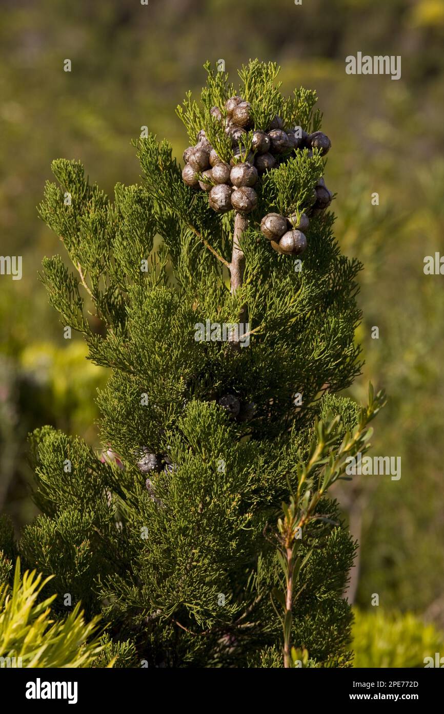 Mountain cypress (Widdringtonia nodiflora) with cones, in the fynbos, Fernkloof, Cape, South Africa Stock Photo