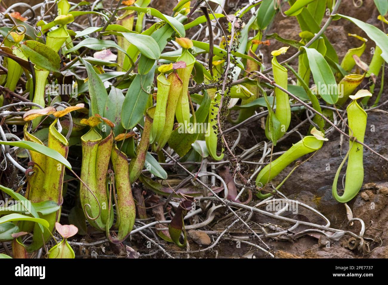 Pitcher Plant, Palawan Pitcher Plant (Nepenthes philippinensis