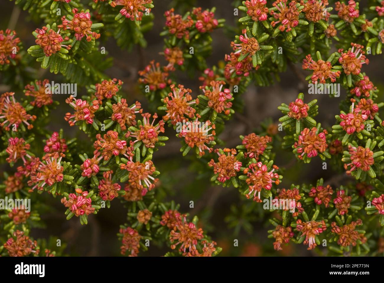 Portuguese crowberry (Corema album) flowers, growing on sand dunes