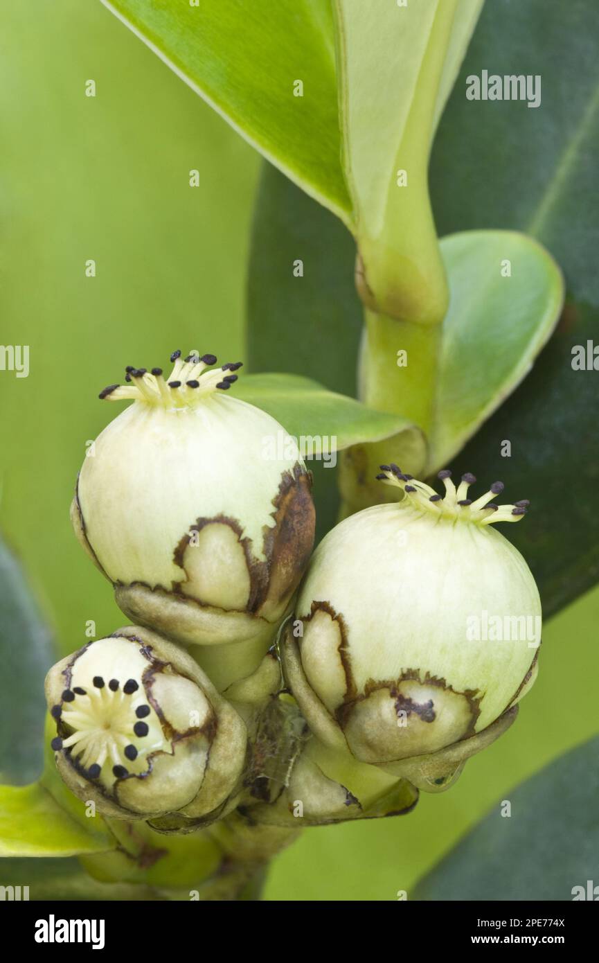 Kufa (Clusia sp.) close-up of fruit, Kaieteur N. P. Guayana Shield, Guyana Stock Photo