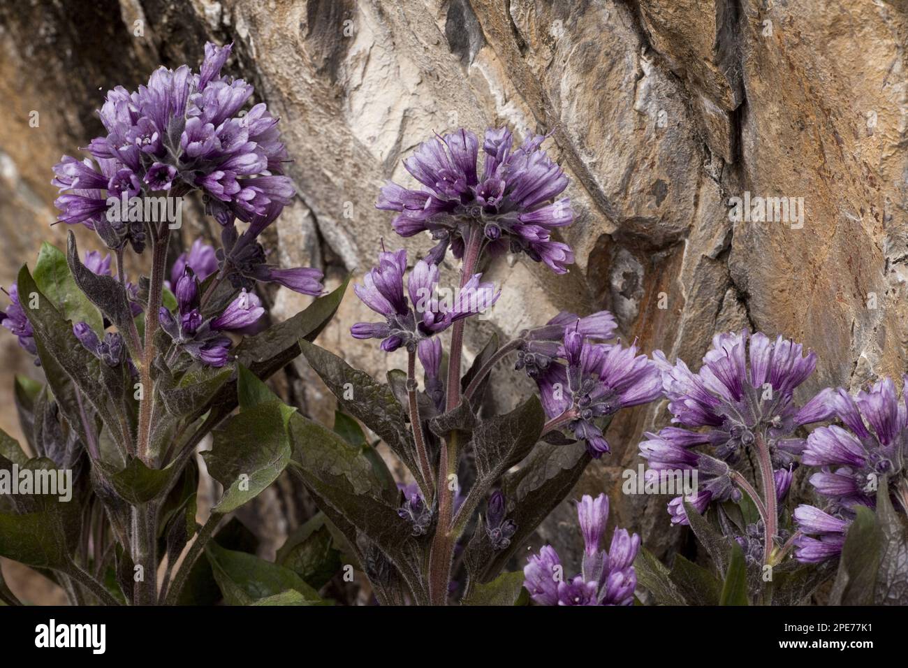 Tufted henbane, Solanaceae, oriental physochlaina (Physochlaina orientalis) flowering, Great Caucasus, Georgia, spring Stock Photo