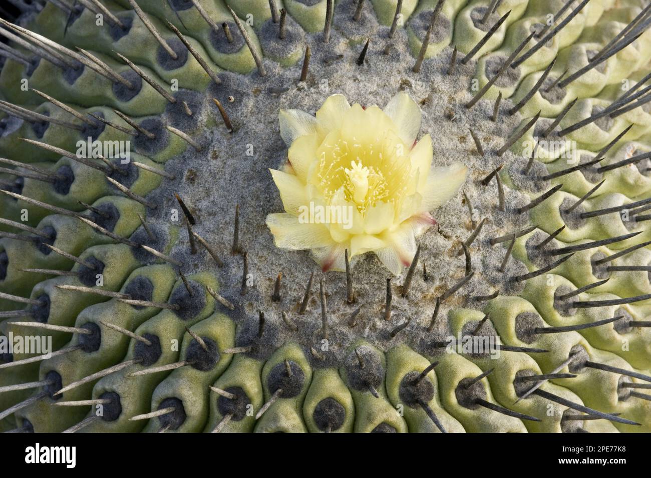 Copiapoa echinoides (Copiapoa echinoides var. cuprea) close-up of flower, near the coast south of the caldera, Atacama Desert, Chile Stock Photo