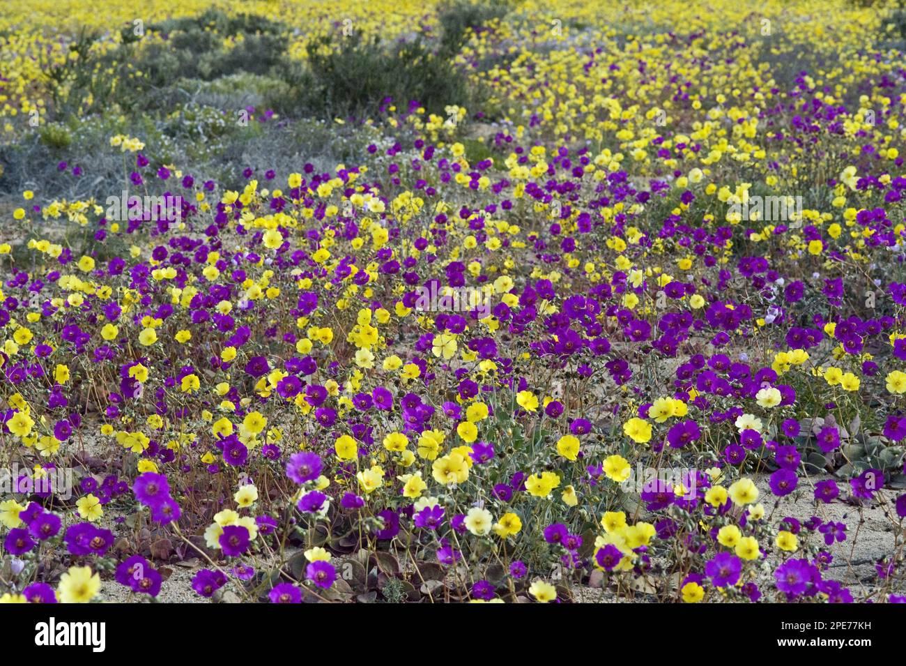 Pata de Guanaco (Cistanthe longiscapa) and (Cistanthe litoralis) mixed group, flowering in the desert, Atacama Desert, Chile Stock Photo