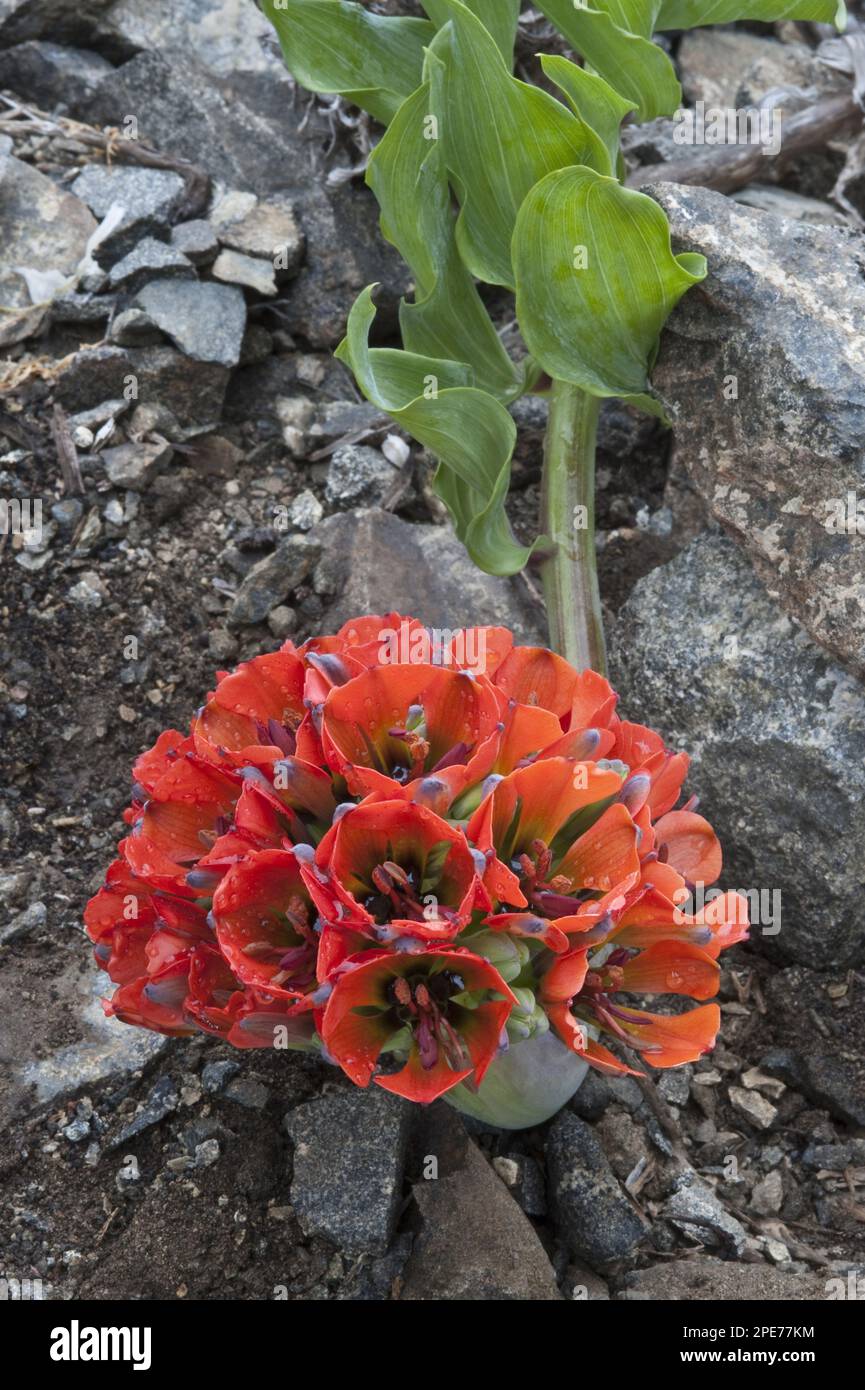 Lion's claw (Leontochir ovallei) flowers, grows in the valley, near Totaral, Atacama Desert, Chile Stock Photo