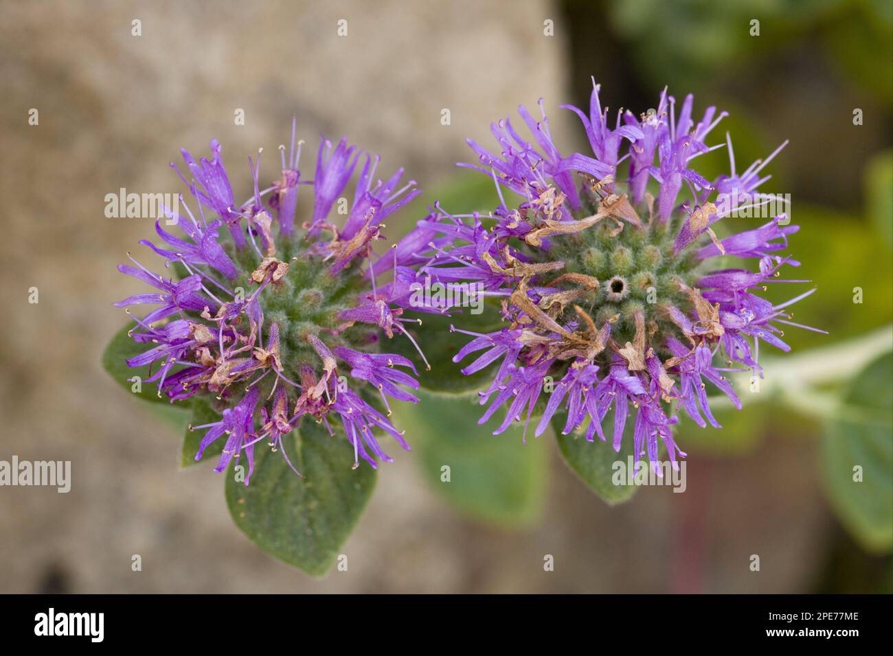 San Francisco Coyote Mint (Monardella villosa var. franciscana) close-up of flowers, California (U.) S. A Stock Photo