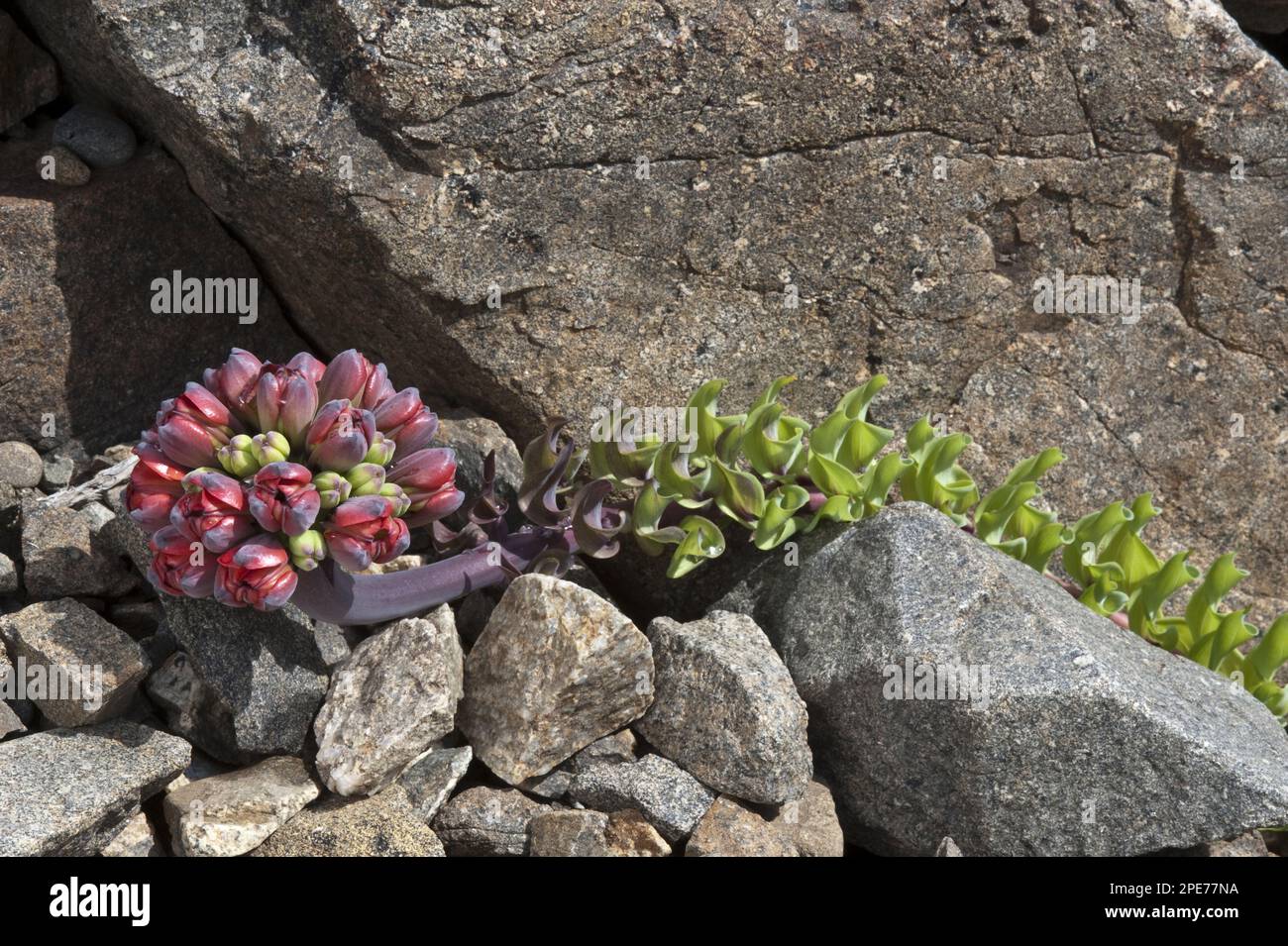 Lion's claw (Leontochir ovallei) opens flower buds, grows in the valley, near Totaral, Atacama Desert, Chile Stock Photo