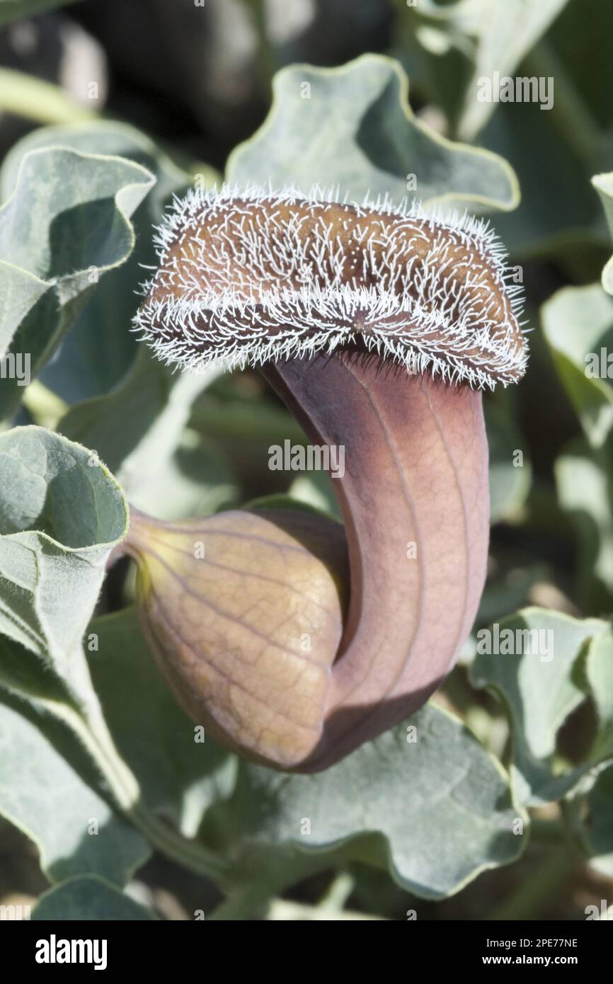 Chilean Dutchman's pipe (Aristolochia chilensis) Close-up of the flower, on the coast in the early morning, near Totoral El Norte Chico, Atacama Stock Photo