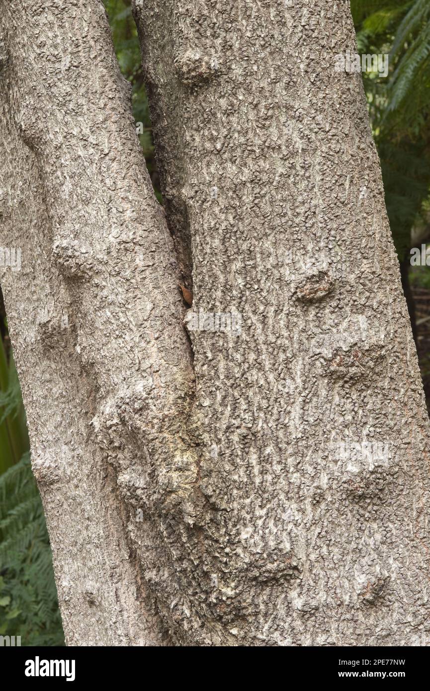 Butterspoon tree (Cunonia capensis) Close-up of the trunk, Kirstenbosch ...