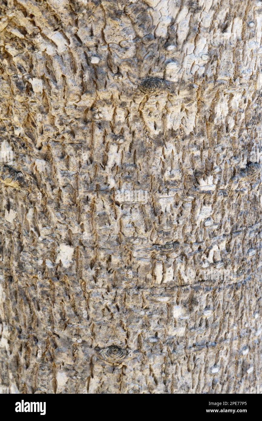 Quinine tree (Rauvolfia caffra) close-up of bark, Kirstenbosch National Botanical Garden, Cape Town, Western Cape, South Africa Stock Photo