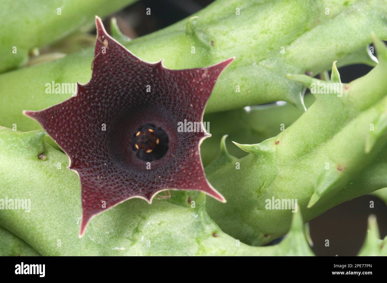 Red dragonflower (Huernia keniensis) Close-up of the flower Stock Photo