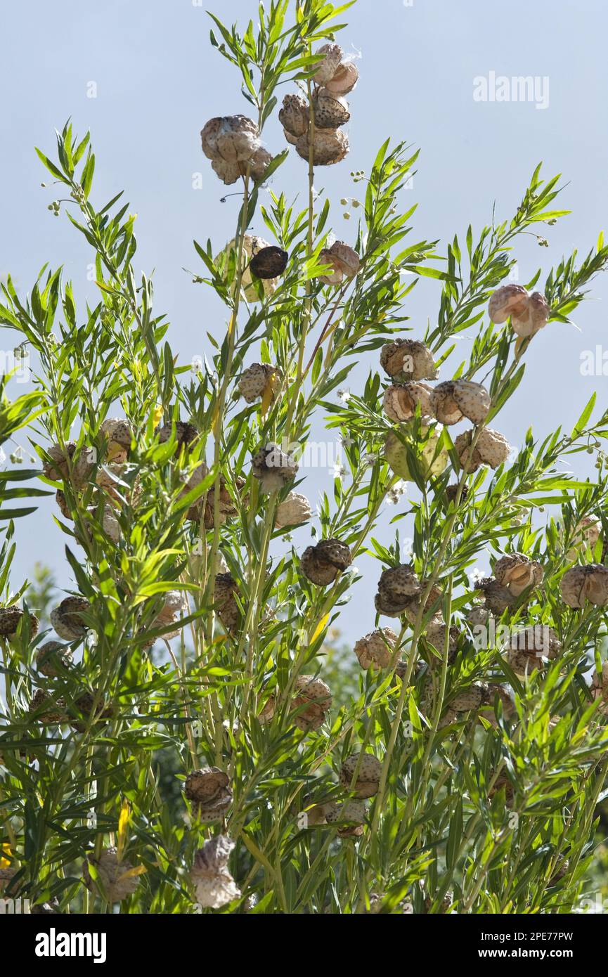 Silk plant, balloon cotton-bush (Asclepias physocarpa) Swallowworts, Balloon Milkwood pods, Kirstenbosch National Botanical Garden, Cape Town Stock Photo