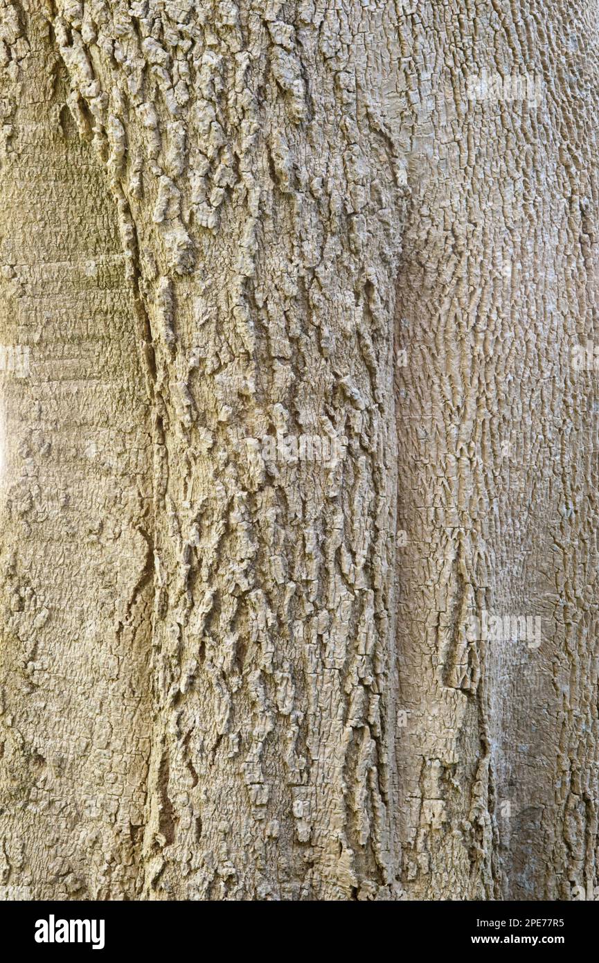 Quinine tree (Rauvolfia caffra) close-up of bark, Kirstenbosch National Botanical Garden, Cape Town, Western Cape, South Africa Stock Photo