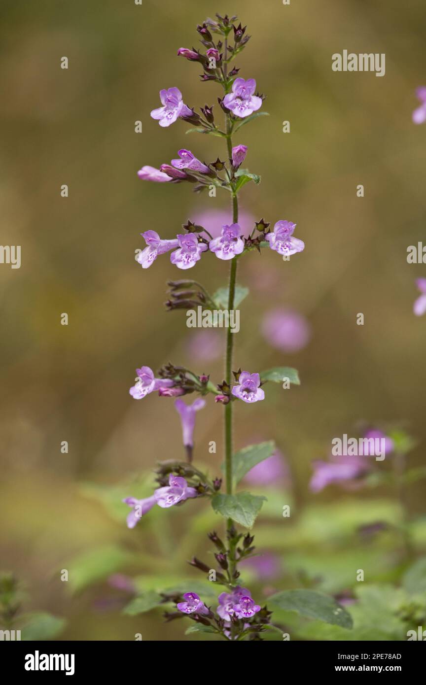 Wood Calamint (Clinopodium menthifolium) flowering, Dordogne, France Stock Photo