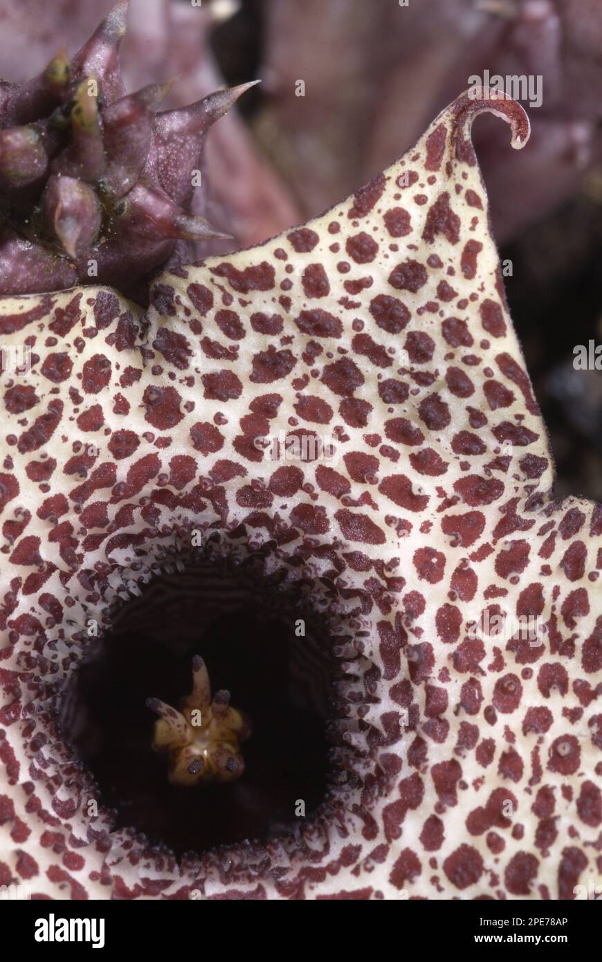 Carrion flower (Huernia hislopii) Close-up of flower, smells like rotten meat to attract flies as pollinators, Zimbabwe Stock Photo