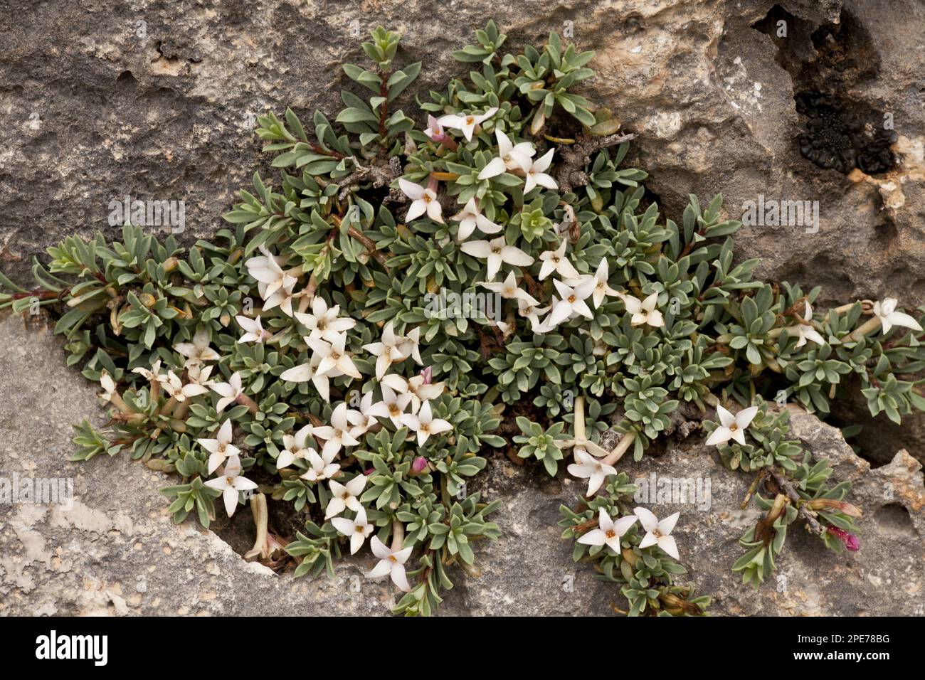 Jasmine Daphne (Daphne jasminea) flowering, growing on limestone rocks, Delphi, Greece Stock Photo