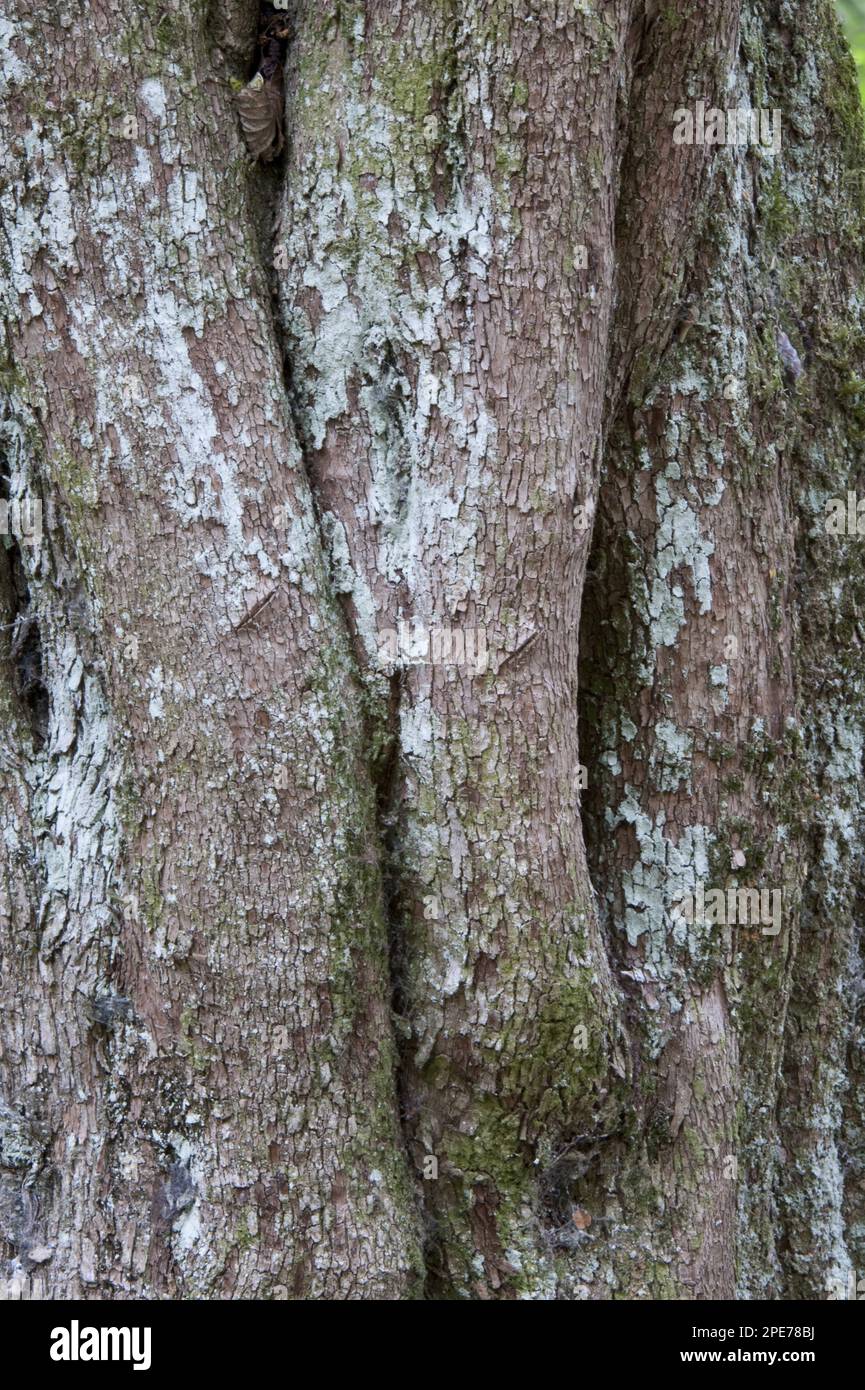Pitra (Myrceugenia exsucca) close-up of the trunk, Lago Puelo N. P. Chubut Province, Patagonia, Argentina Stock Photo