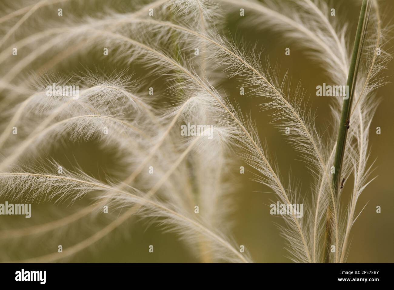 European feather grass (Stipa pennata) close-up of awns, Causse de Gramat, Massif Central, Lot region, France Stock Photo