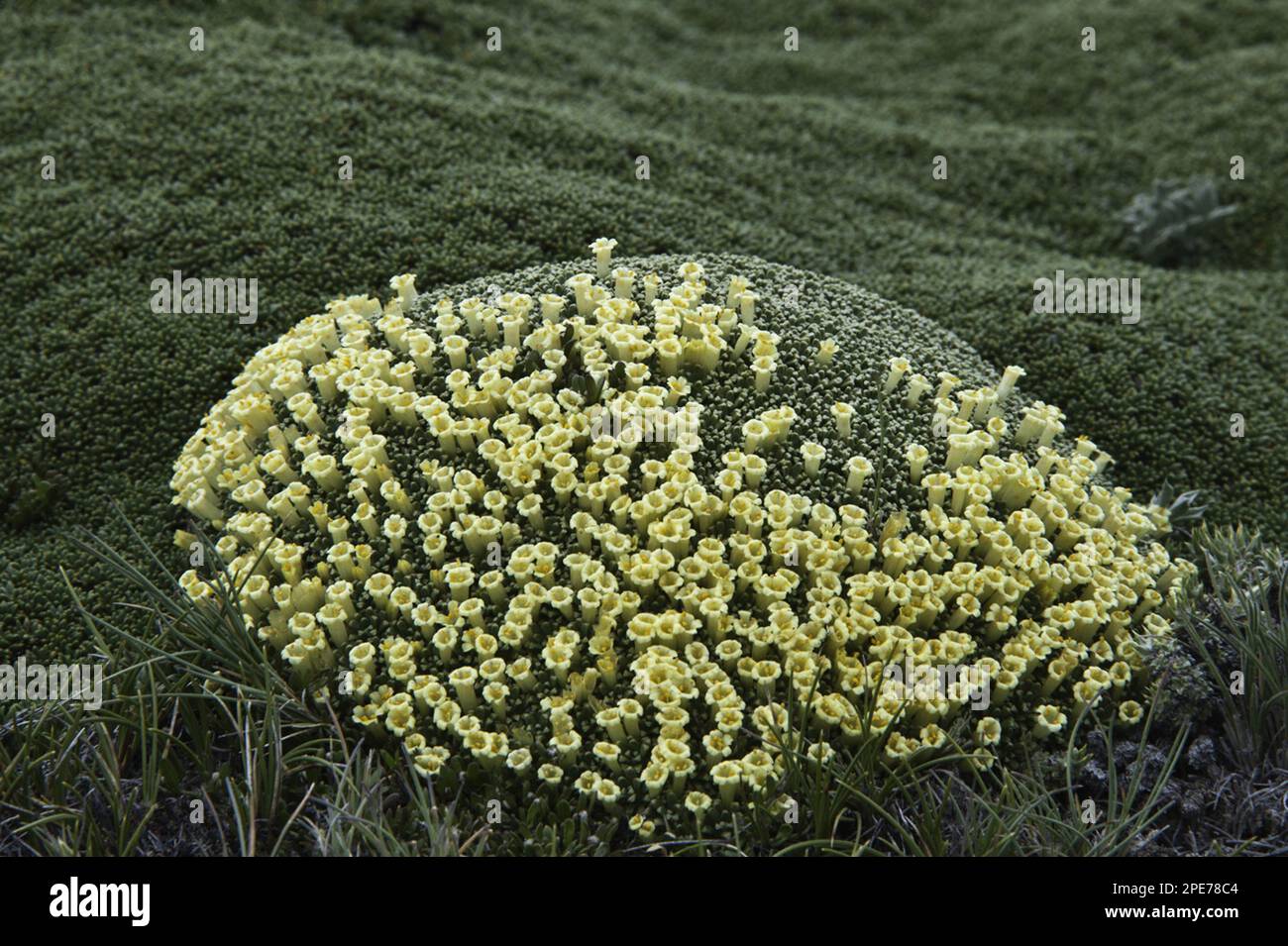 Fabiana (Fabiana sp.) flowering, cushion habit adapted to harsh conditions of steppe, Santa Cruz Province, Patagonia, Argentina Stock Photo