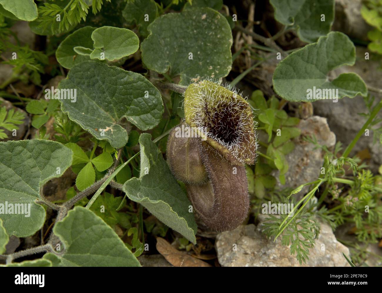 Cretan Birthwort (Aristolochia cretica) flowering, growing in rocky limestone gorge, Crete, Greece Stock Photo