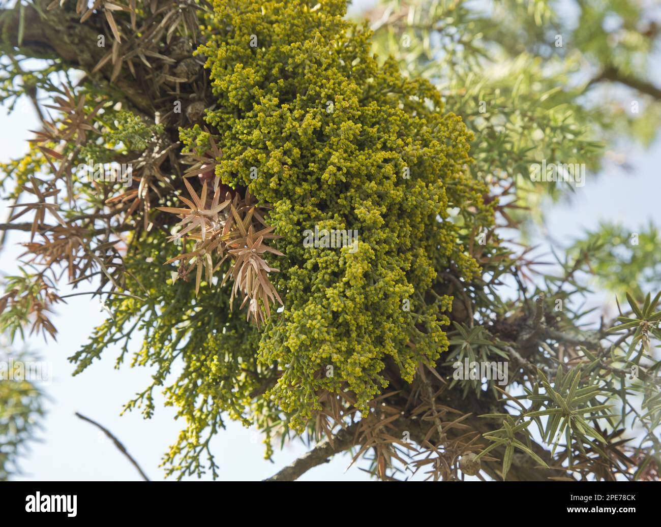 Juniper Dwarf Mistletoe (Arceuthobium oxycedri) hemiparasite on juniper, Pontic Mountains, Anatolia, Turkey Stock Photo