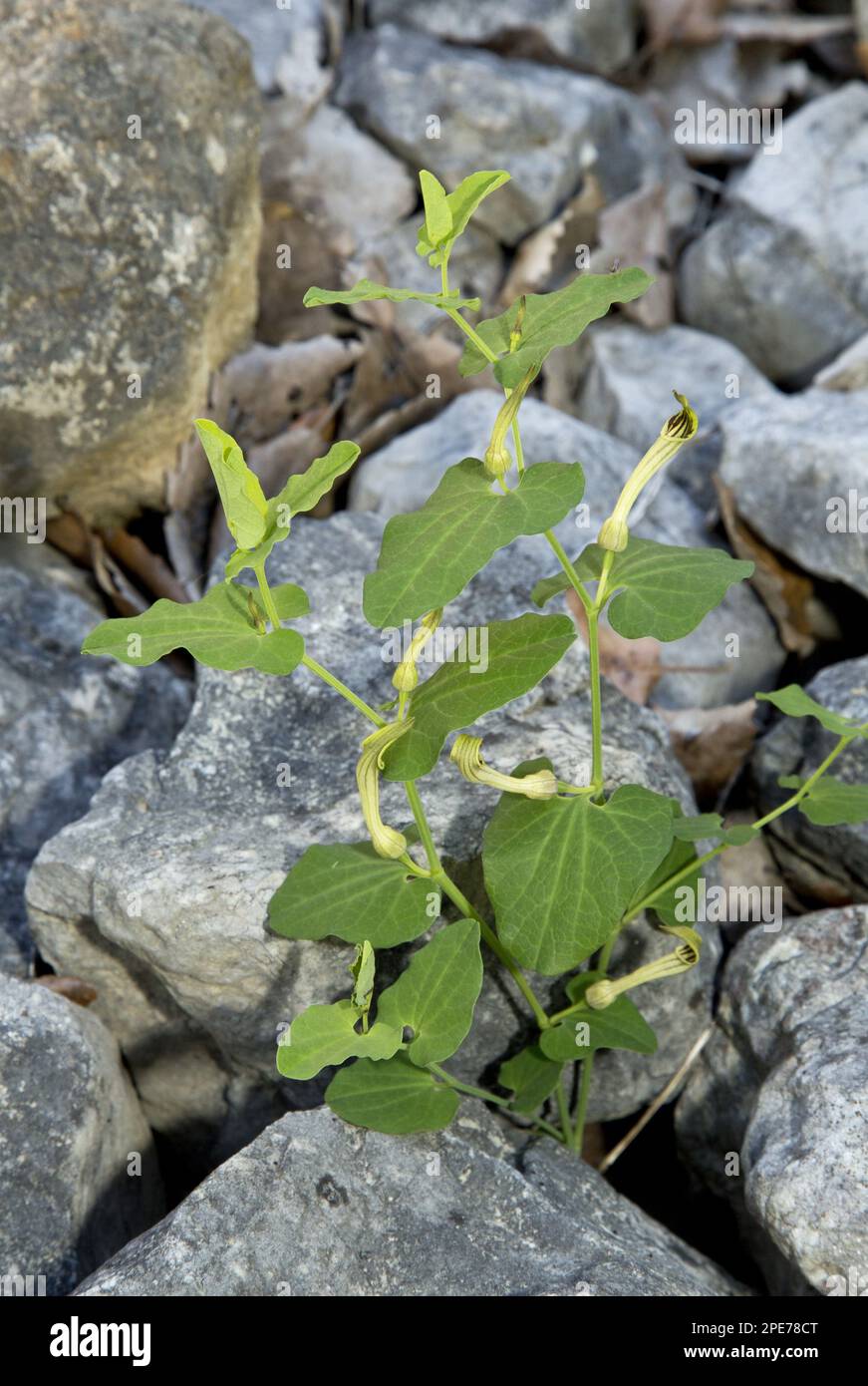 Iberian Dutchman's Pipe (Aristolochia paucinervis) flowering, Southwest Spain Stock Photo